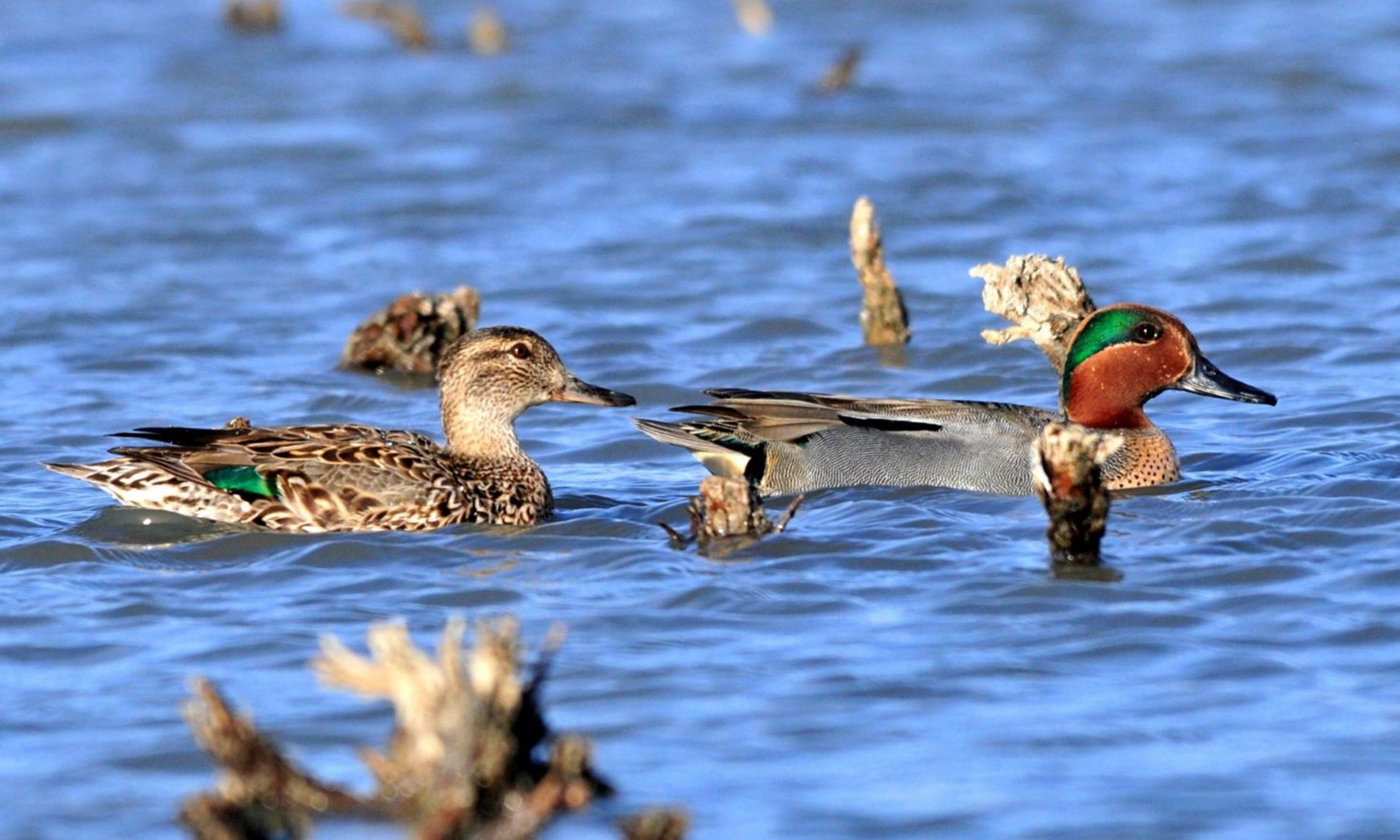 A pair of greenwing teal - the Delaware hunting season for some waterfowl, including resident Canada geese and teal, opens in September