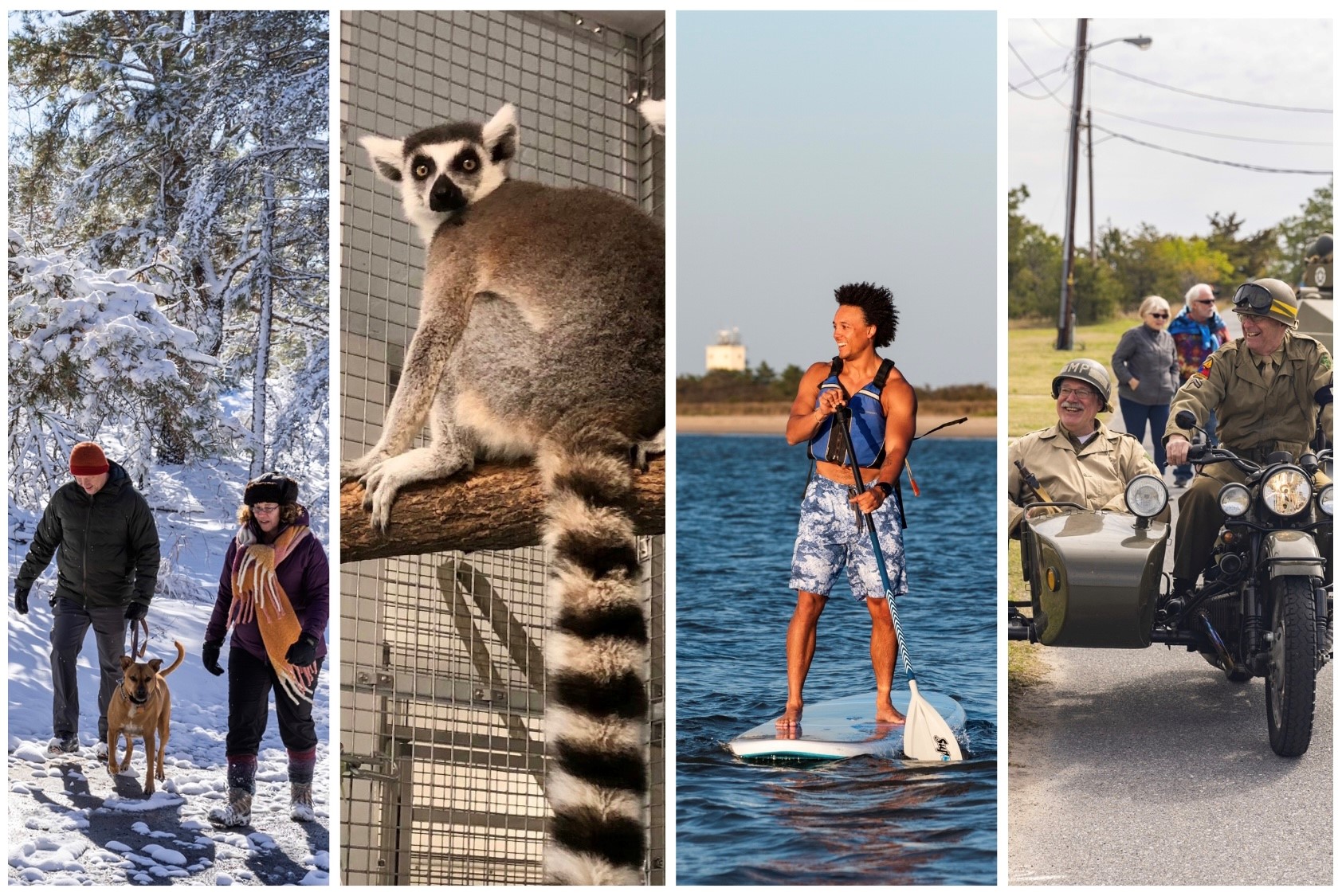 a couple walks a dog in snow-covered woods, a grey lemur perches on a branch in its new habitat, a man uses a stand-up paddle board and two WWII re-enactors ride on a motorcycle with a sidecar.