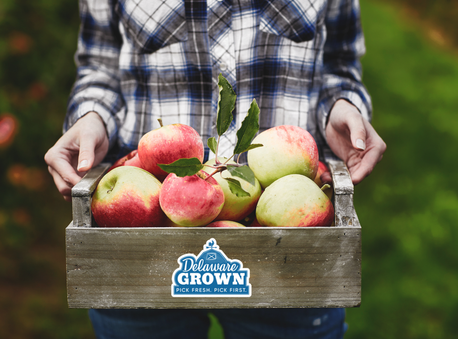 A woman in a flannel shirt and jeans holds a wooden flat of orchard-picked apples and a box with the Delaware Grohl logo