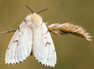 Adult Gypsy Moth