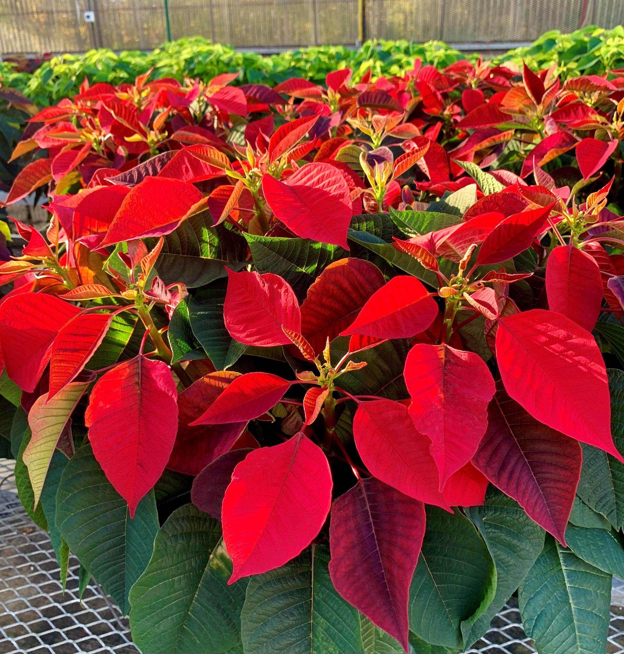 DHSS Bright Spot Farm Poinsettia Sale - Red