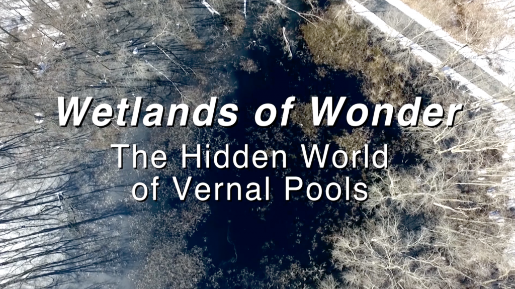 DNREC Premiering New Nature Film ‘Wetlands of Wonder: The Hidden World of Vernal Pools’ – State of Delaware News