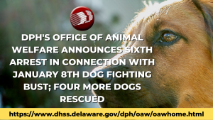 DPHs Office of Animal Welfare Announces Sixth Arrest In Connection With January 8th Dog Fighting Bust Four More Dogs Rescued