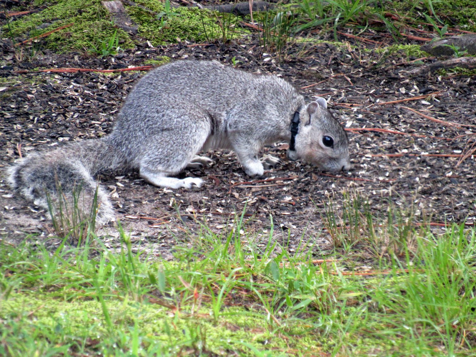 Delmara Ines Delmarva Fox Squirrel Recovery and Species Restoration in Delaware ...