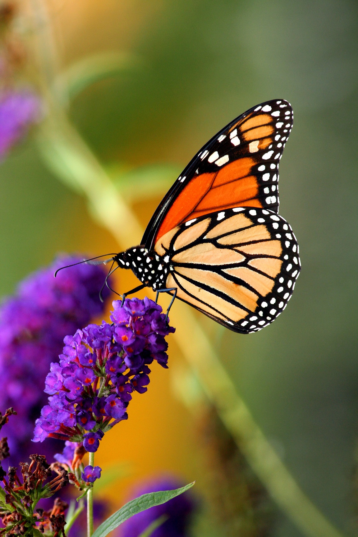 Monarch butterfly-Photo courtesy of James Davis