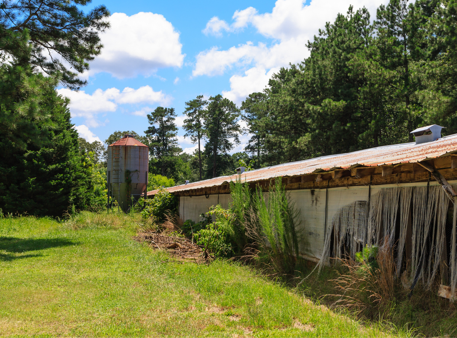 An abandoned poultry house covered in rust sits in a field surrounded by trees and blue sky.