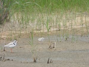 A piping plover chick with parent at Cape Henlopen State Park