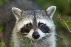A raccoon kit, or young - photo USFWS