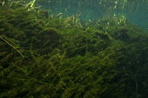 Invasive hydrilla underwater choking off a pond and fish habitat-USFWS photo