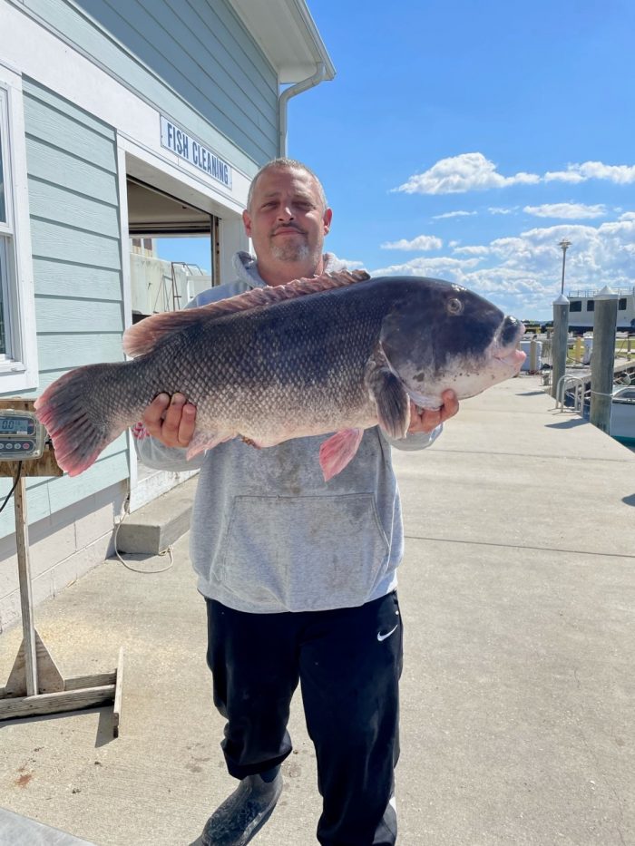 James Milano of North Babylon, N.Y. with new Delaware state record tautog - submitted photo