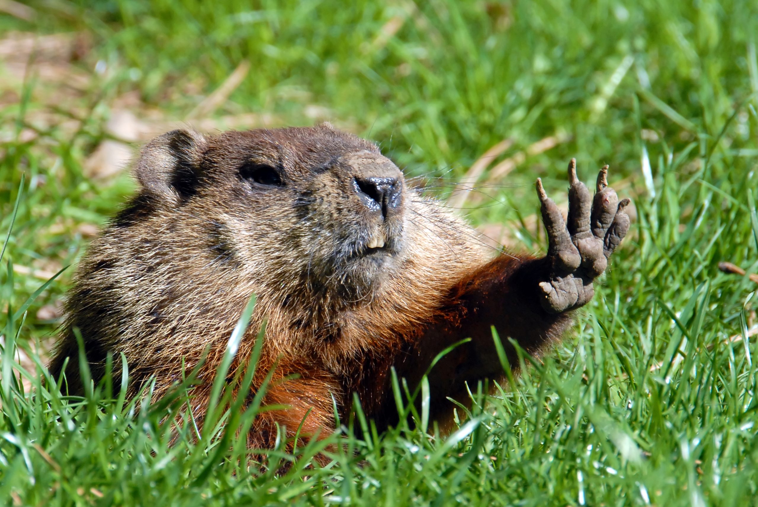 Groundhog Tests Positive for Rabies; Delaware’s First Rabies Case in 2023