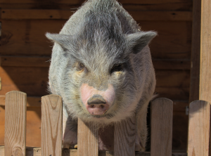 A large potbellied pig getting ready to jump over a wooden picket fence to escape.
