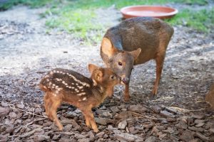 A southern pudu sniffs her new fawn in their enclosure at the Brandywine Zoo, born the night of July 12.