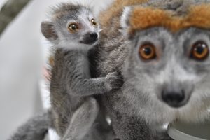 a grey baby lemur clings to its matching mother. Both have orange on their heads and big, orange eyes.