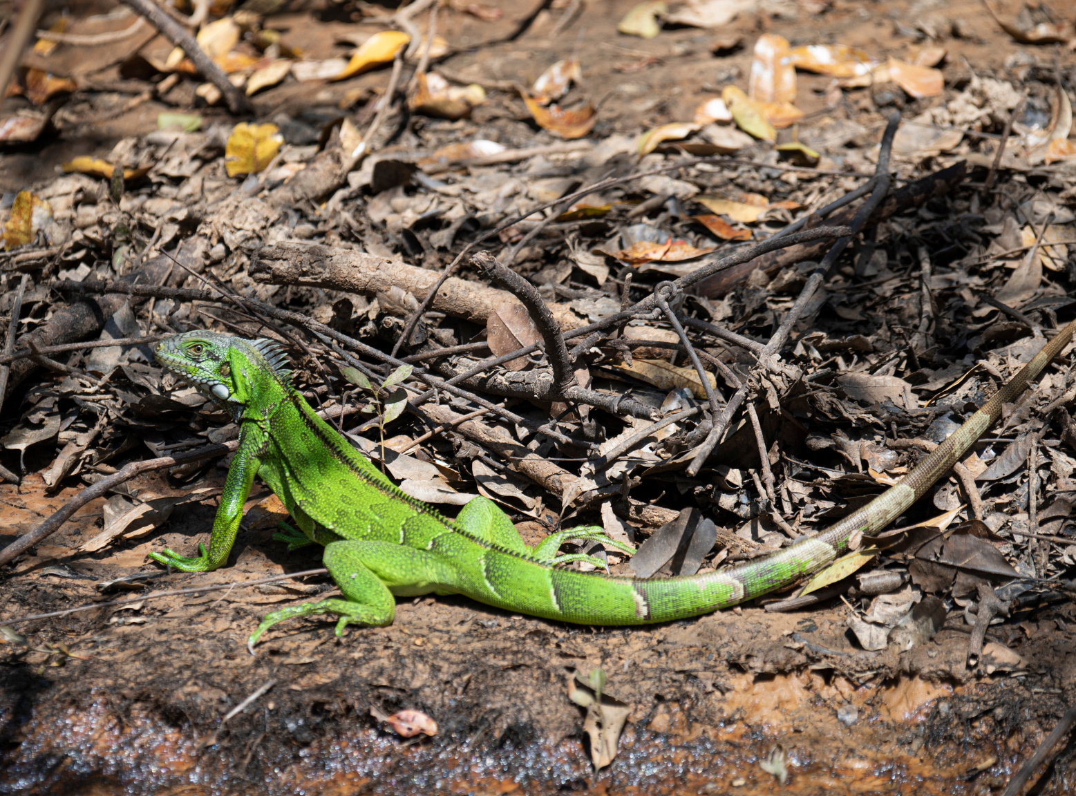 Green iguana loose on a stream embankment in the fall.