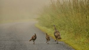 Three wild turkeys walk down a foggy, paved path.
