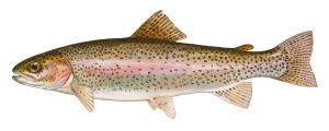 Image of a rainbow trout on a white background.