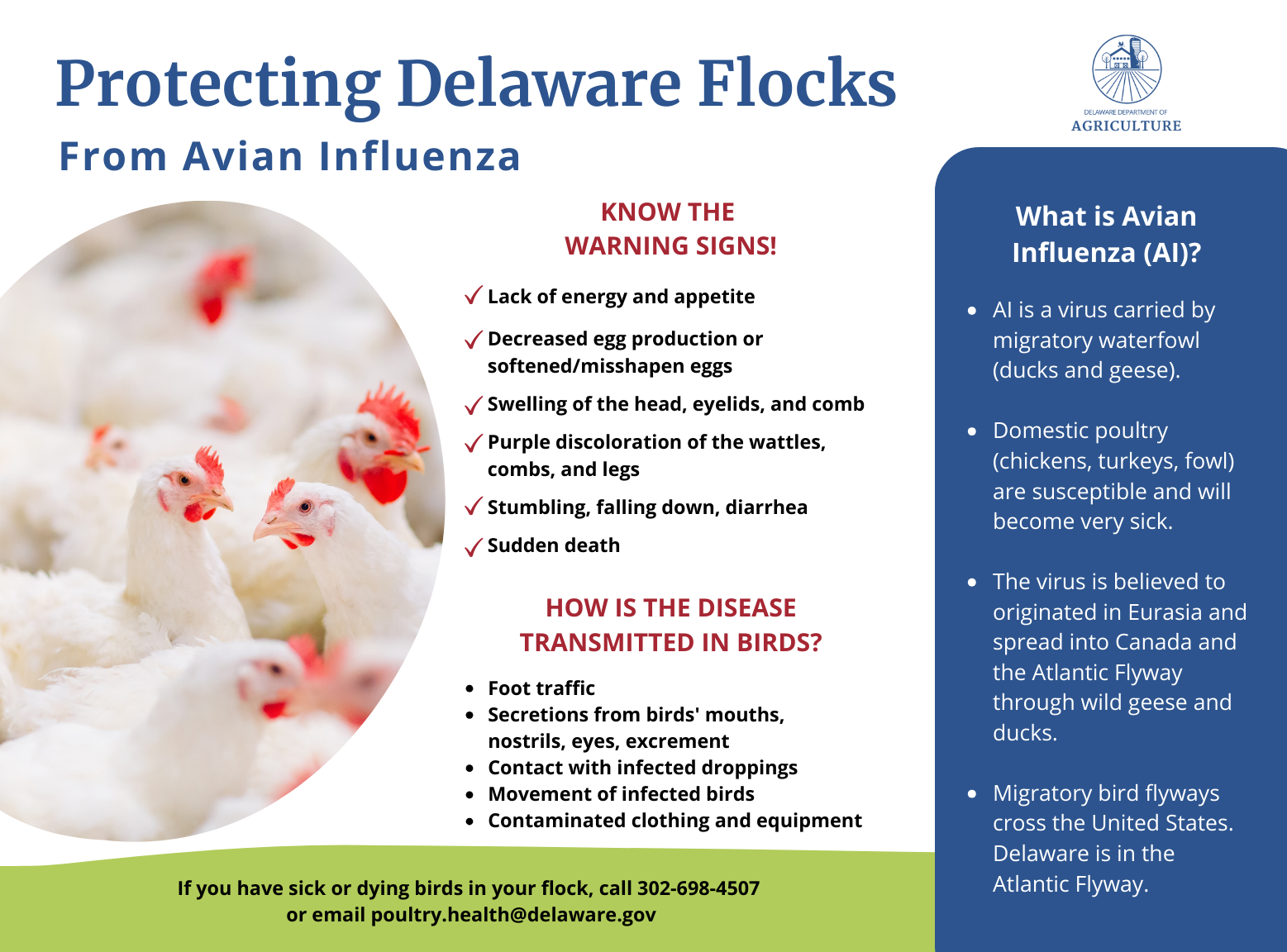 Infographic with chickens outlining the signs and symptoms of avian influenza, what the virus is, and who to call when you suspect your birds are sick. All information is shared in the press release.