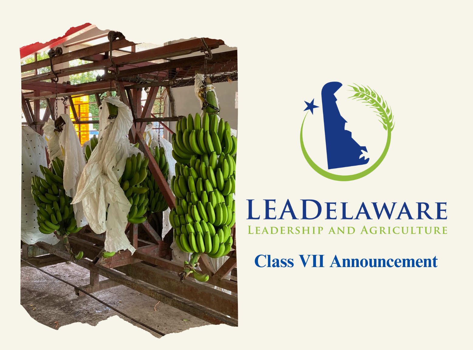 Bunches of bananas harvested on a trailer in Puerto Rico during the LEADelaware international agriculture trip on Left, LEADelaware logo on Right, with the words Class VII Announcement underneath