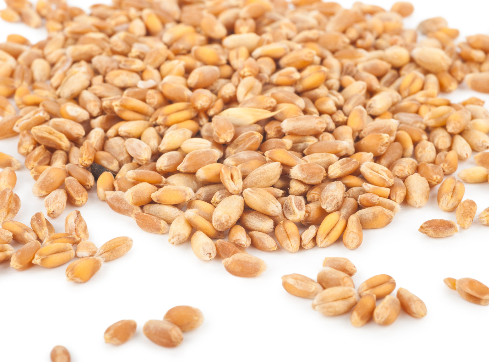 wheat grains on a white background