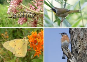 Clockwise from left, the monarch butterfly, common yellowthroat bird, eastern bluebird and orange sulphur butterfly.