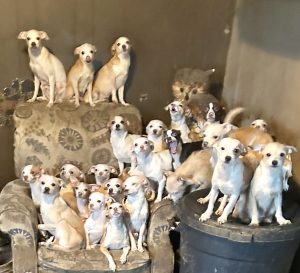Photo of group of small chihuahuas found in crowded and inhumane conditions.