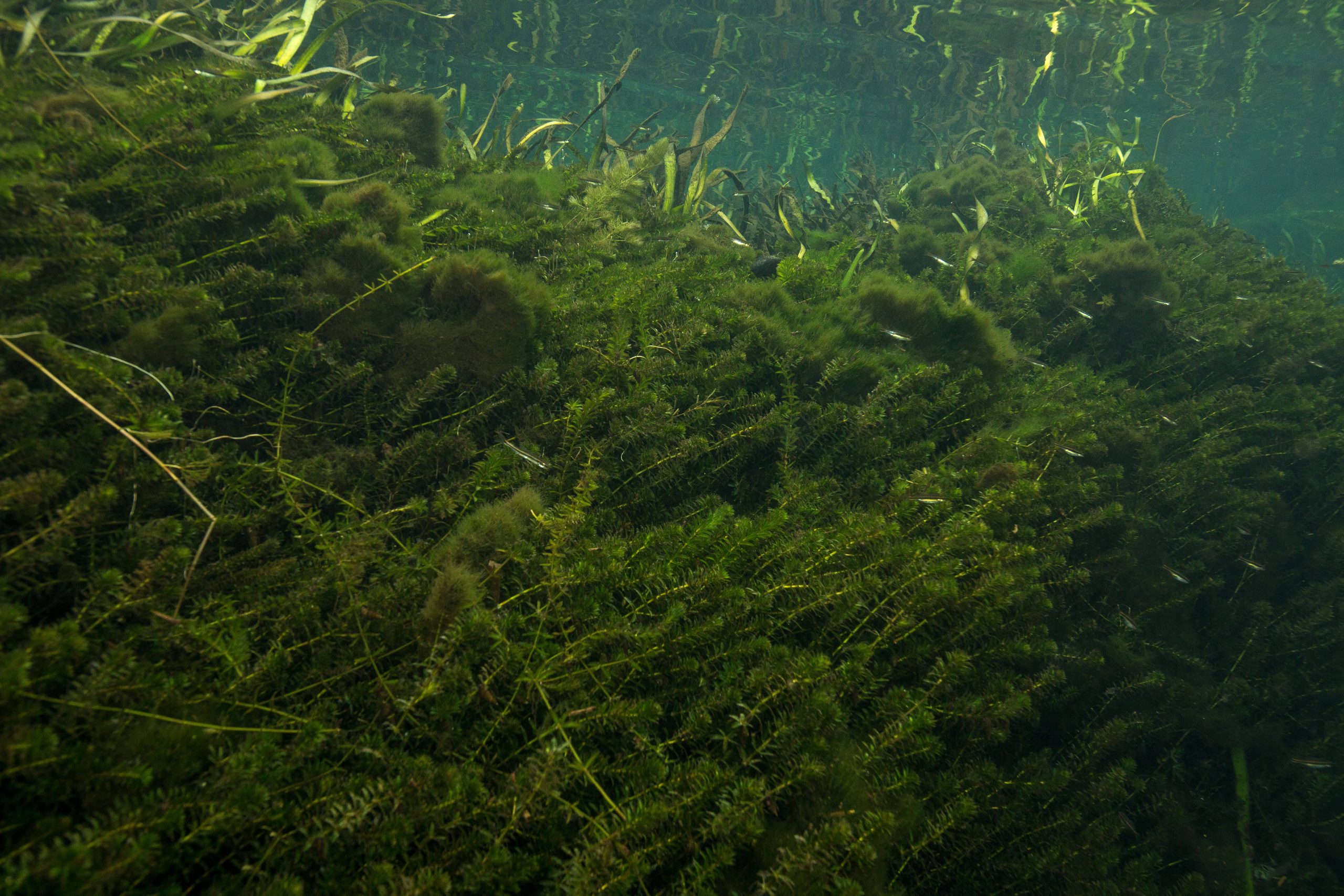 invasive hydrilla plant under water
