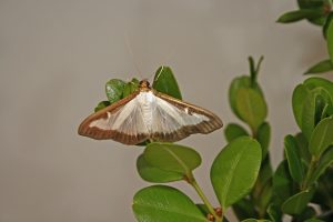 Adult box tree moths generally have white bodies with a brown head an abdomen tip. Their wings are white and slightly iridescent, with an irregular thick brown border. (Photo courtesy of USDA-APHIS)