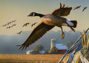 Artist Richard Clifton's painting of a Canada goose will be featured on the 2025/26 Delaware Waterfowl Stamp