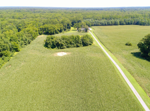 Delaware farm from aerial view with field planted in corn, long farm lane, surrounded by preserved forestland