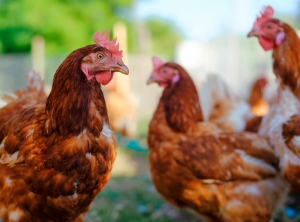 Chickens in a pen on grass in a backyard flock