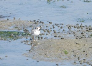 A piping plover fledgling explores rocky sand among the tide as it grows away from its nest.