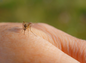 Mosquito on human hand with blurred green background