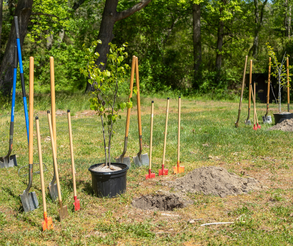 Shovels and trees ready to at a Delaware Forest Service tree planting.