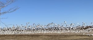 Snow geese gathered in a field