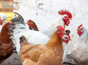 Multiple breeds of chickens in a backyard flock outside a building