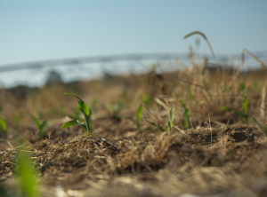 Young corn plants that emerged in a Delaware crop field with an irrigation pivot blurred in the background with a light blue morning sky.