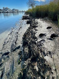 Natural materials including oyster shells used to create a living shoreline along the Lewes Canal