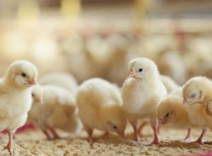 A group of baby chickens feeding