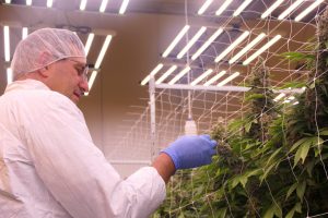 Governor Meyer stands in the left of the frame with a hair net, protective white jacket, and gloves. He is observing large, budding cannabis plants in front of him. 