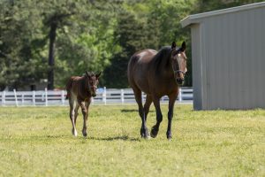 Horse walking beside her young foal in a pasture.