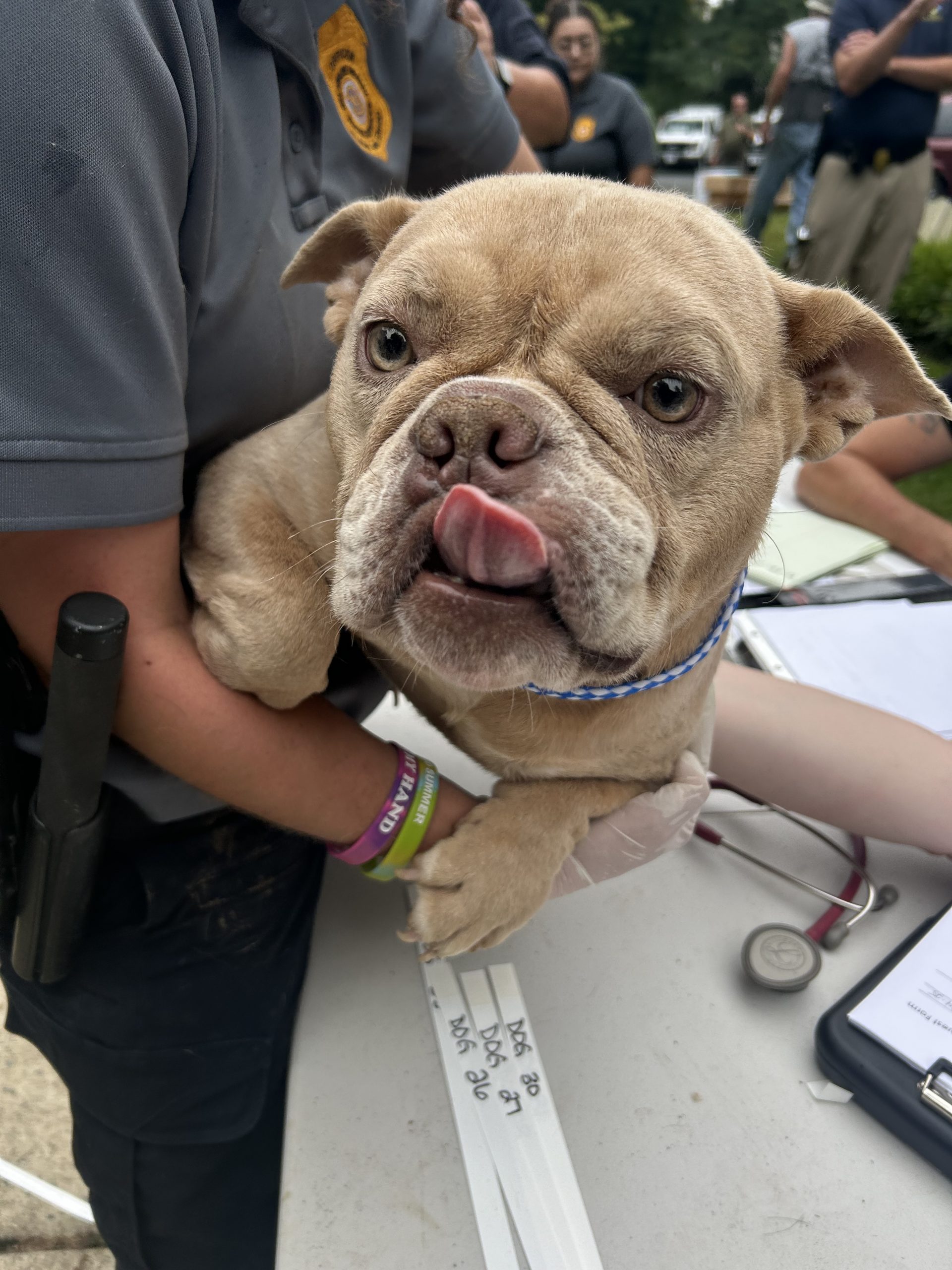 One of the 42 dogs that were seized from a townhome in New Castle where the owner operated an animal rescue. A total of 98 animals were seized.