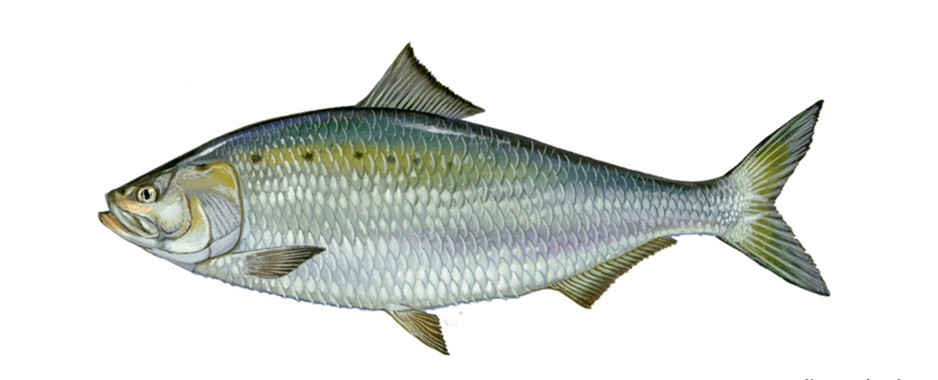 Delaware’s Advisory Council on Tidal Finfisheries to Meet Dec. 3