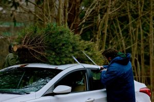 Man in a winter coat removes a holiday tree from the top of a sedan.