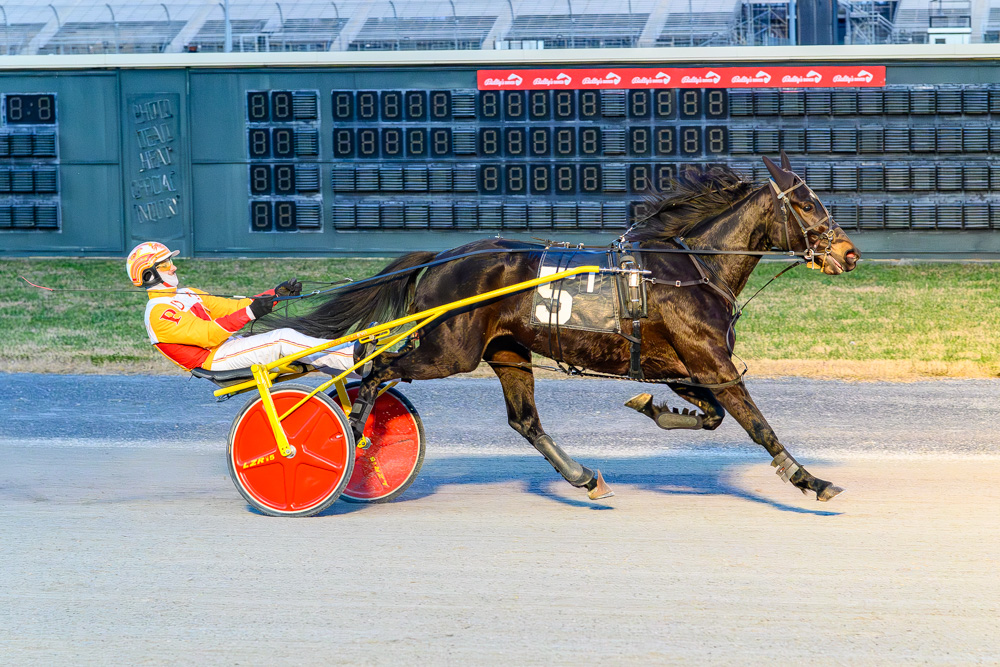 Kat’s Fancy strong in DSBF filly trot