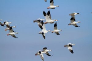 A flock of white snow geese flying in a clear blue sky.