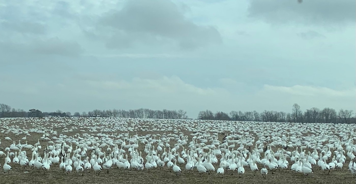 With Waterfowl Seasons Reopening After Recent Virus Detection, DNREC Urges Safe Handling of Wild Birds