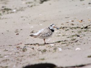 The piping plover is a federally threatened species that nests along the beaches of Delaware.