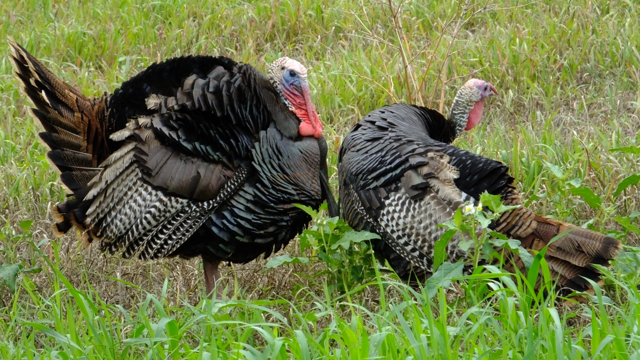 Spring Turkey Season Lottery Attracts Record Number of Applicants for Hunting State Wildlife Areas