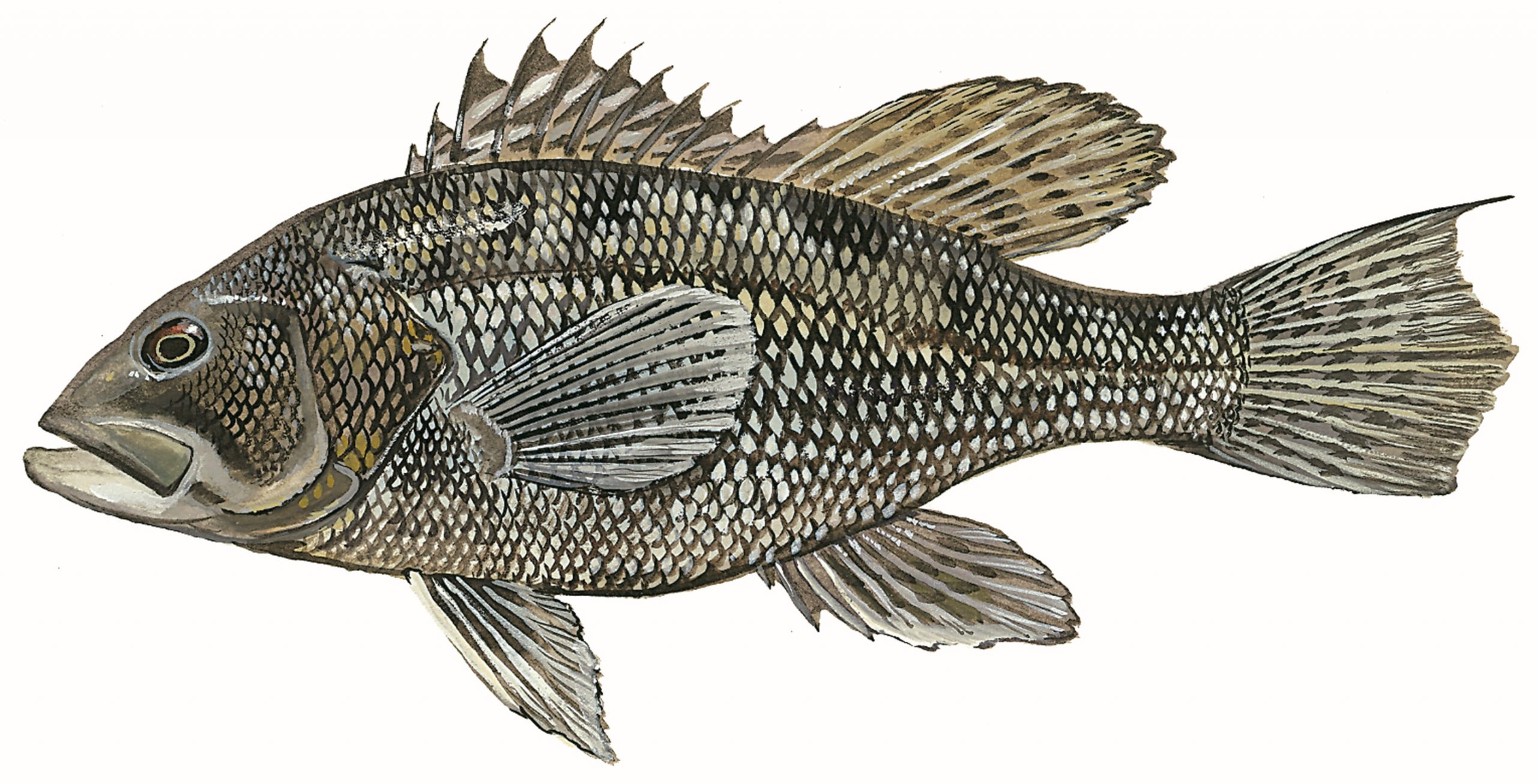 DNREC Revises 2026-2027 Black Sea Bass Recreational Fishing Regulations for Compliance With Fishery Management Plan